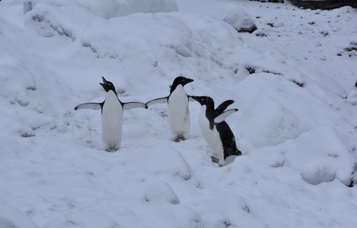 Adeli Penguins in the snow in Antarctica