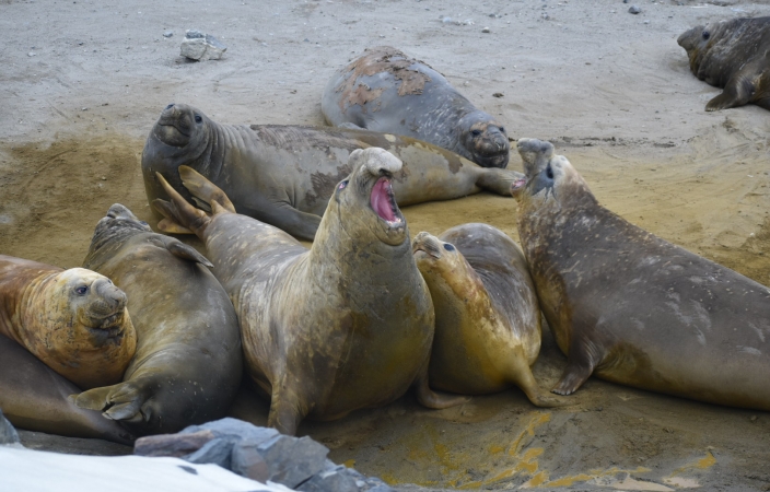 Elephant Seals in Antarctica