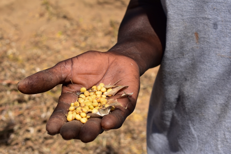 Person holding harvested grain from Humanitarian Engineering agricultural project
