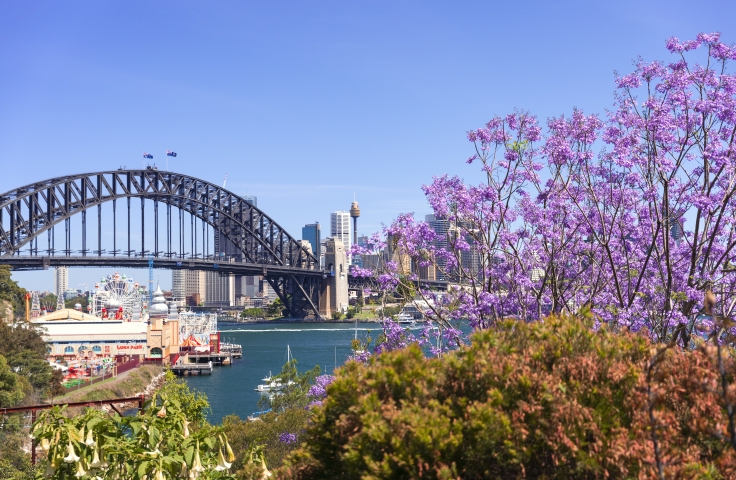 Views of jacaranda trees surrounding Sydney Harbour and Luna Park from lavendar bay.